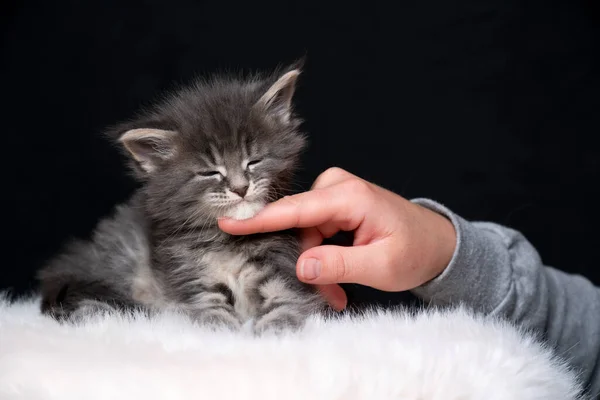 Acariciando maine coon gatito bajo barbilla con dedo — Foto de Stock