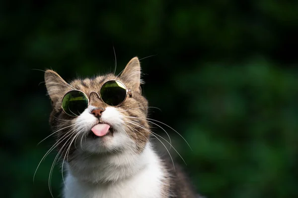 Zlobivé kočka nosí brýle venku s kopírovacím prostorem — Stock fotografie