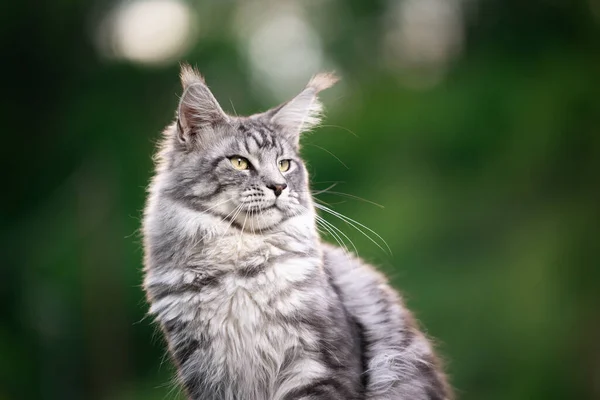 Hermoso plata tabby maine coon gato retrato al aire libre — Foto de Stock