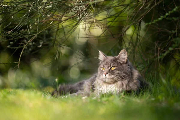 Gatto che riposa sotto il cespuglio all'aperto nella natura verde osservando — Foto Stock