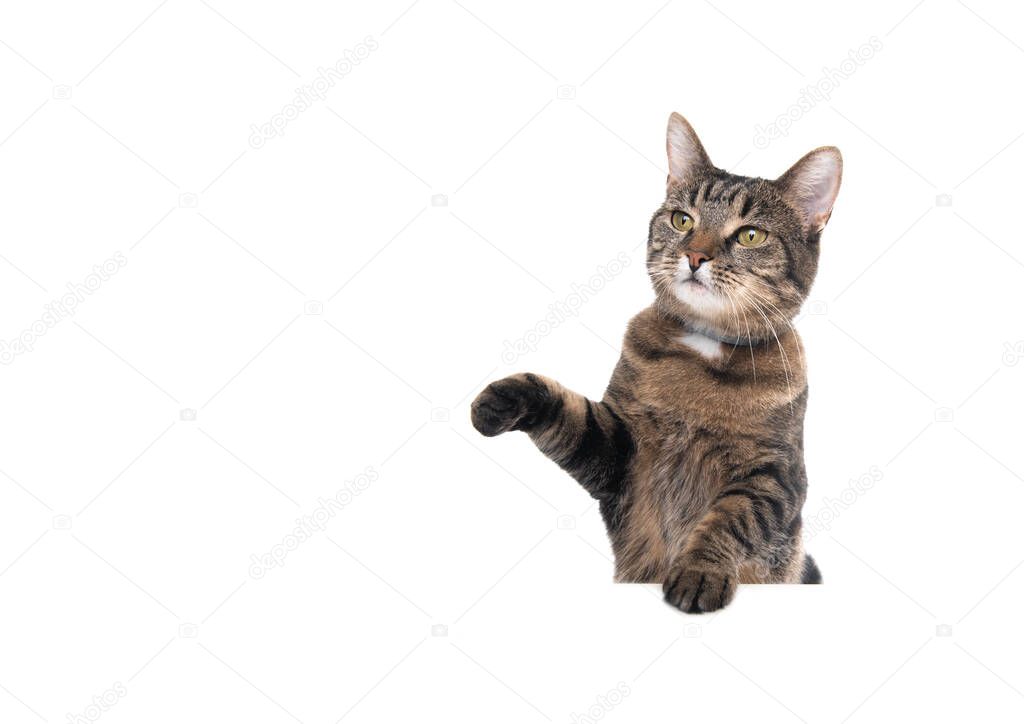 tabby cat raising paw on white background
