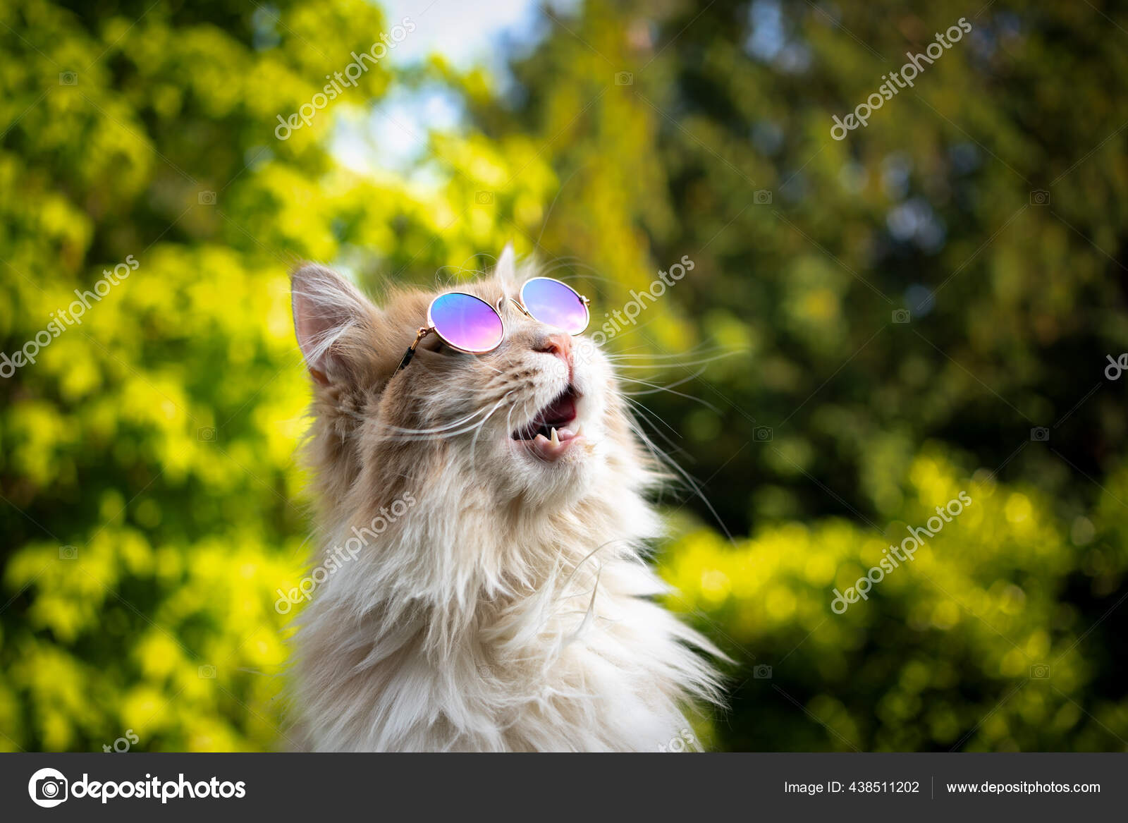 Gato con gafas de sol mirando hacia arriba en el cielo sorprendido