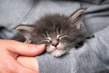 Maine Rakunu 'nun yorgun kedisi hayvan sahibinin kollarında uyuyor.