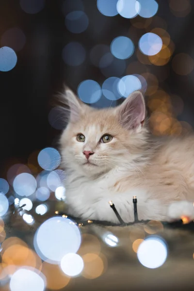 Gatinho bonito com bokeh corda luz de Natal — Fotografia de Stock