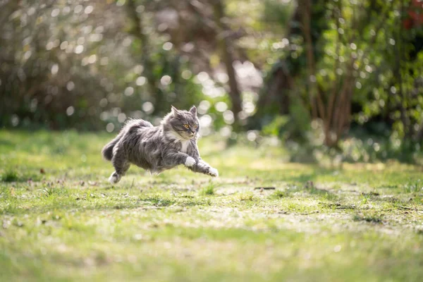 gray white maine coon cat running at high speed