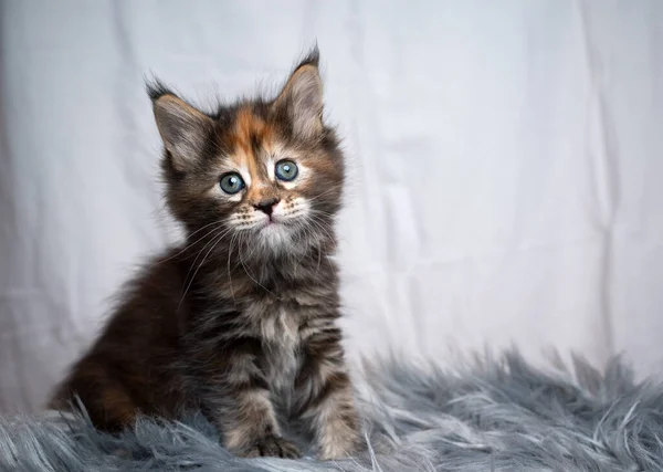 Calico maine coon kitten portrait with copy space — Stock Photo, Image