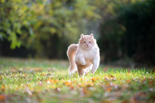 Beige weiße Maine Coon Katze läuft mit hoher Geschwindigkeit — Stockfoto