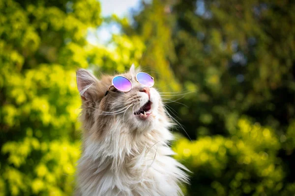Кот с солнцезащитными очками, смотрящий в небо, в шоке — стоковое фото