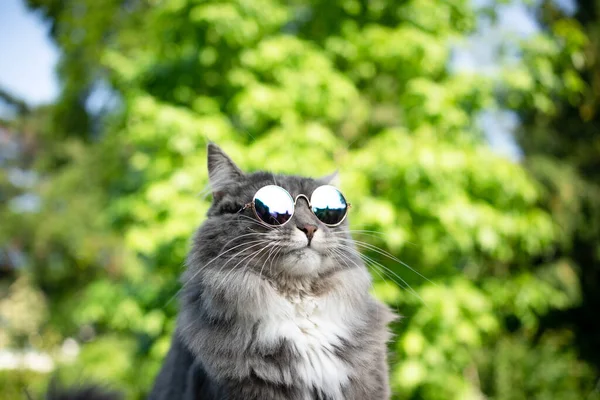 Chat cool portant des lunettes de soleil à l'extérieur — Photo