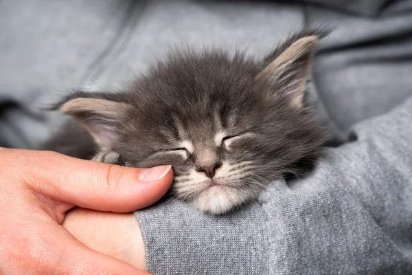 Κουρασμένος maine ρακούν γατάκι κοιμάται στην αγκαλιά του ιδιοκτήτη κατοικίδιων ζώων — Φωτογραφία Αρχείου