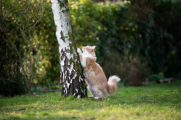 Maine Rakun Kedi huş ağacını tırmalıyor — Stok fotoğraf