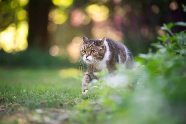 Tabby gato blanco caminando en verde patio trasero — Foto de Stock