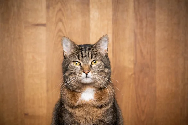 Retrato de gato tabby no fundo de madeira — Fotografia de Stock