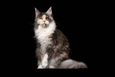 Siyah arka planda calico maine coon cat