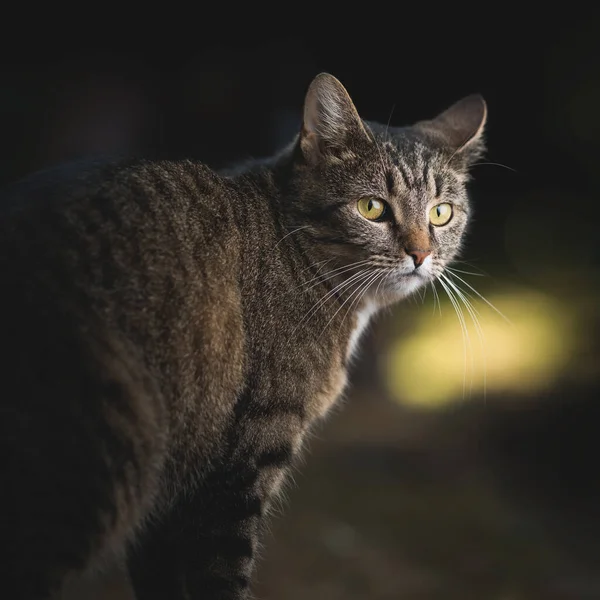 Tabby katt tittar tillbaka utomhus — Stockfoto