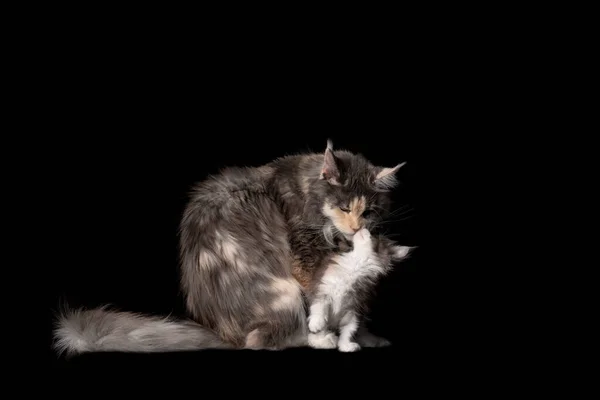 Calico maine coon chat mère et chaton ensemble sur fond noir — Photo