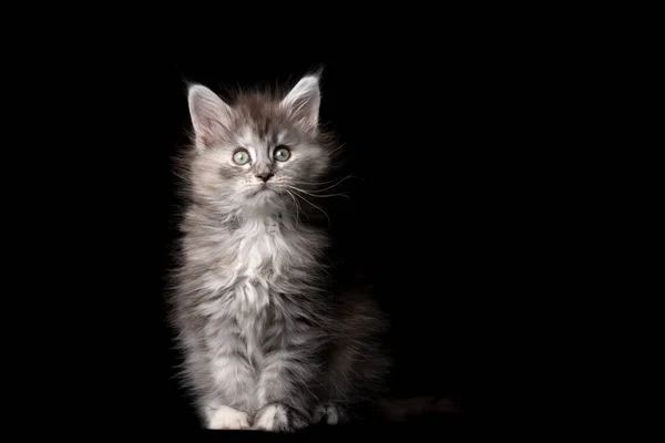 Schattig maine coon kitten zitten op zwarte achtergrond — Stockfoto