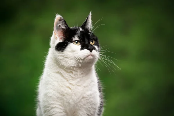 Chat noir blanc sur fond vert — Photo