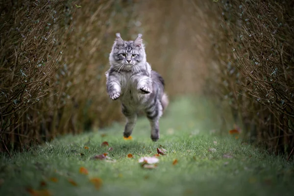 Playful silver tabby maine coon cat jumping outdoors — Stock Photo, Image