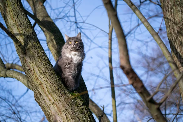 Kočka sedí na holém stromě a pozoruje — Stock fotografie