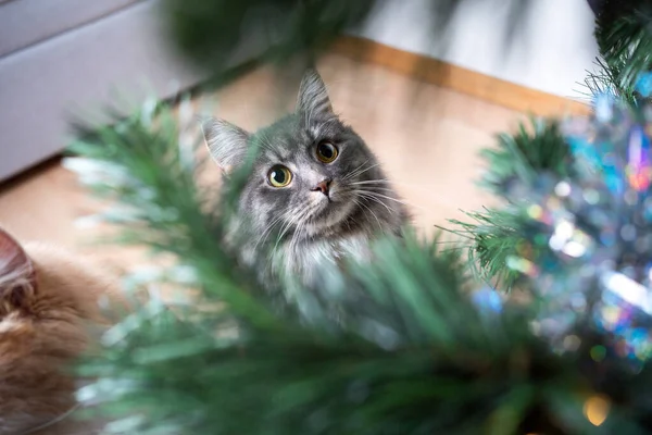 Kočka při pohledu na vánoční strom zlomyslný — Stock fotografie