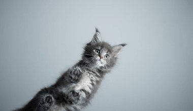 Tatlı Maine Rakunu kedi yavrusu cam masanın üstünde duruyor.