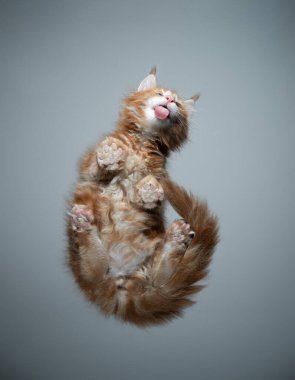 Sevimli kedi yavrusunun cam yalama masasının alt görüntüsü