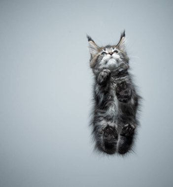 Maine Rakun Kedi 'nin cam masadaki alt görüntüsü