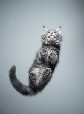 Sevimli kedi yavrusunun cam yalama masasının alt görüntüsü