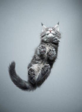 Tatlı Maine Rakunu kedi yavrusu cam masanın üstünde duruyor.