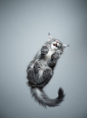 Alt görünüm Rakun Kedicik atıştırmalık yiyor