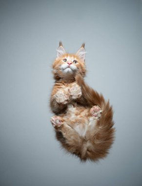 Tatlı Maine Rakunu kedi yavrusu cam masada oturuyor.