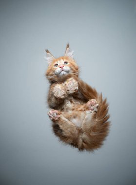 Tatlı Maine Rakunu kedi yavrusu cam masada oturuyor.