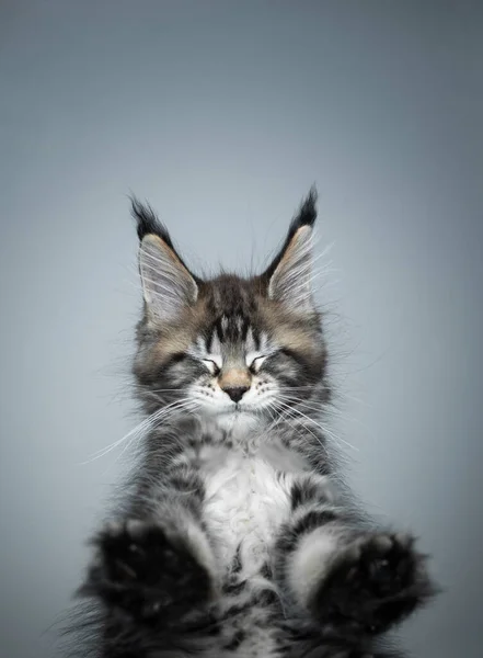 Cute maine coon kitten standing on glass table eyes closed — Stock Photo, Image