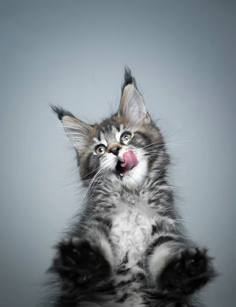 Süßes hungriges Kätzchen steht auf Glastisch — Stockfoto