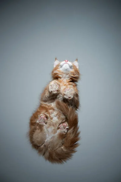 Симпатичный котенок-котенок снизу, сидящий на стеклянном столе — стоковое фото