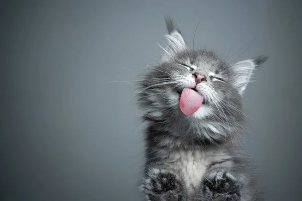 Lindo gatito lamiendo mesa de vidrio con espacio de copia —  Fotos de Stock