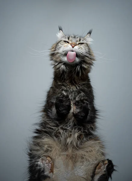 Onderaanzicht van maine coon kat likken glazen tafel — Stockfoto