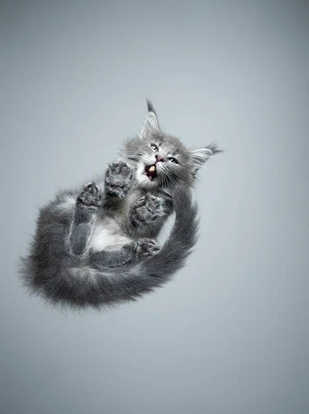 Вид знизу кошеня марини кошеня їсть закуску — стокове фото