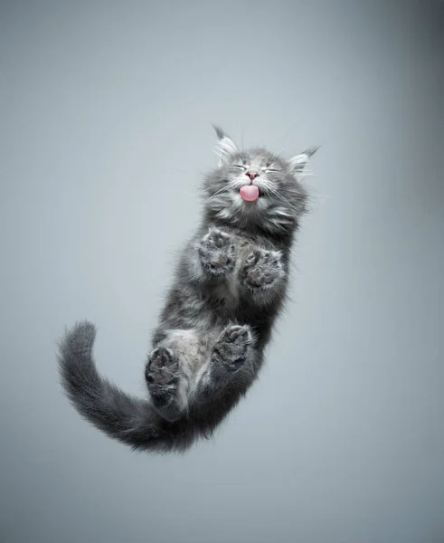 Bottom view of cute kitten licking glass table — Stock Photo, Image