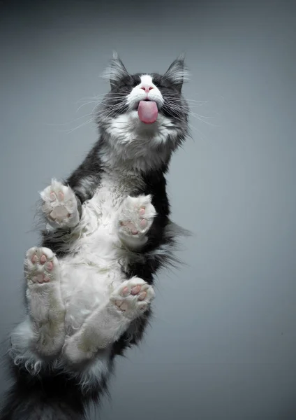 진주조개 고양이가 유리판을 핥는 모습 — 스톡 사진