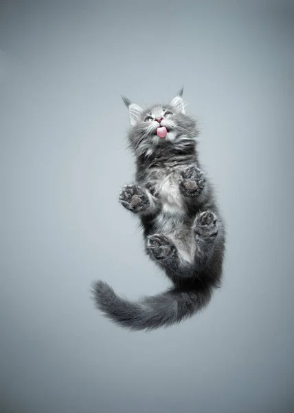 Вид снизу милого котенка лижущего стеклянный стол — стоковое фото