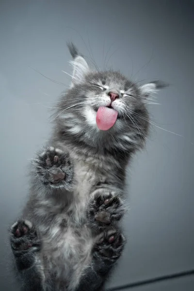 Cute kitten licking glass table with copy space — Stock Photo, Image