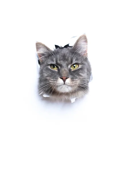 Curious cat sticking head through torn paper with copy space — Stock Photo, Image