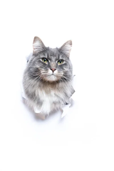 Cabeça de gato cinza furando através de furo em papel rasgado branco com espaço de cópia — Fotografia de Stock