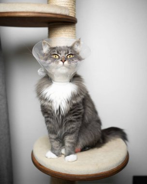 Kedi ameliyattan sonra koni koruması takıyor.