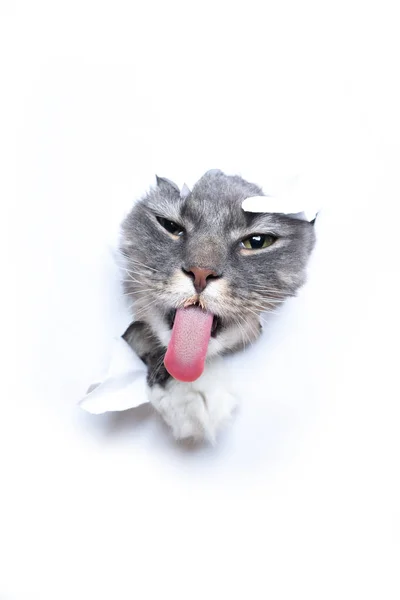 แมวตลกยึดหัวผ่านหลุมในกระดาษฉีกออกลิ้น — ภาพถ่ายสต็อก