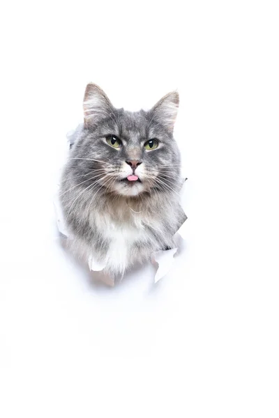 하얀 종이에 복사 공간이 있는 구멍을 뚫고 머리를 내밀고 있는 회색 고양이 — 스톡 사진