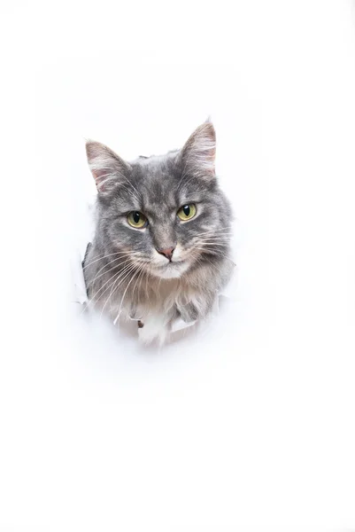 Симпатичная кошка, выглядывающая через дырку в белой бумаге с копировальным пространством — стоковое фото