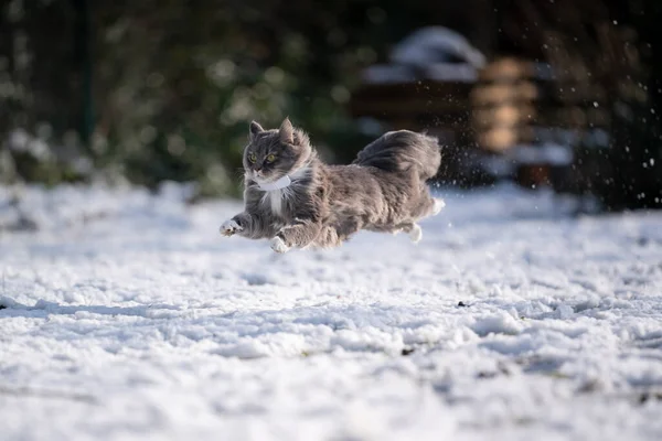 Kat springen lopen zeer snel op sneeuw — Stockfoto